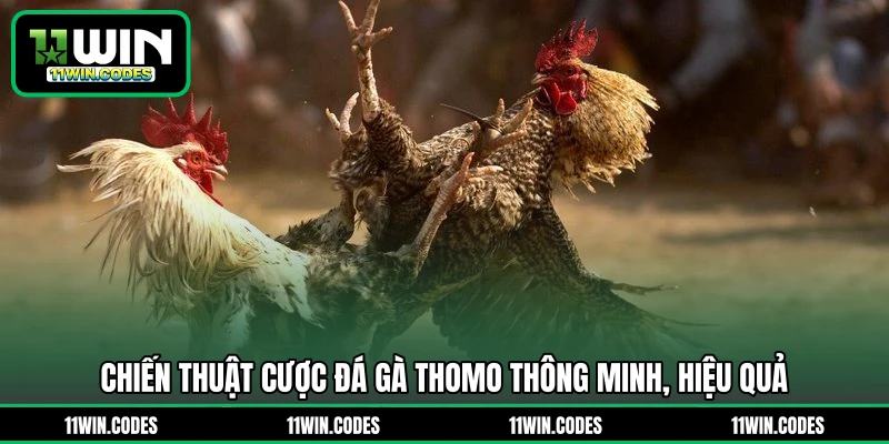 Chiến thuật cược đá gà Thomo thông minh, hiệu quả