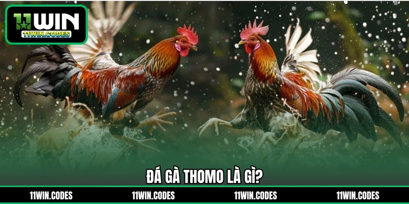 Đá gà Thomo là gì?