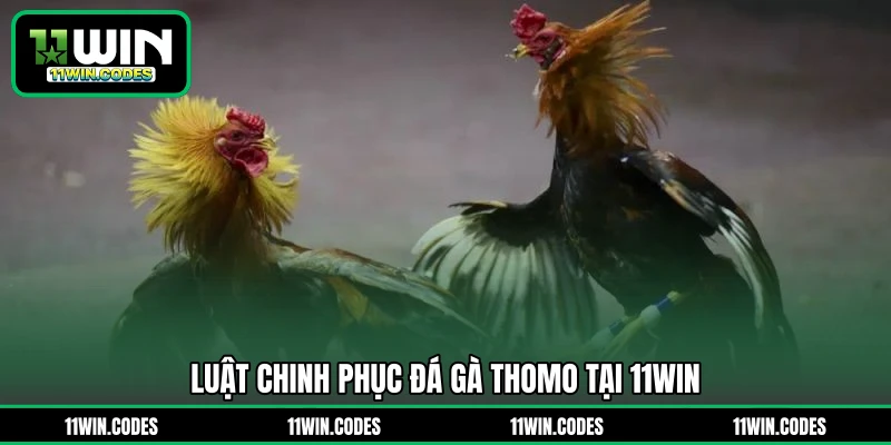 Luật chinh phục đá gà Thomo tại 11WIN